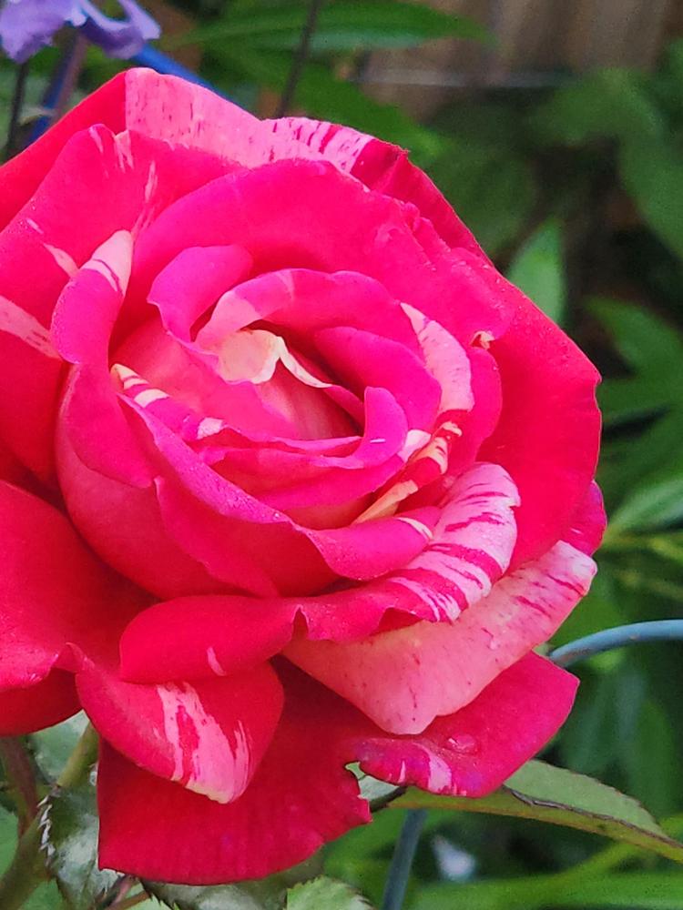 Photo of Rose (Rosa 'Broceliande') uploaded by ellie12136