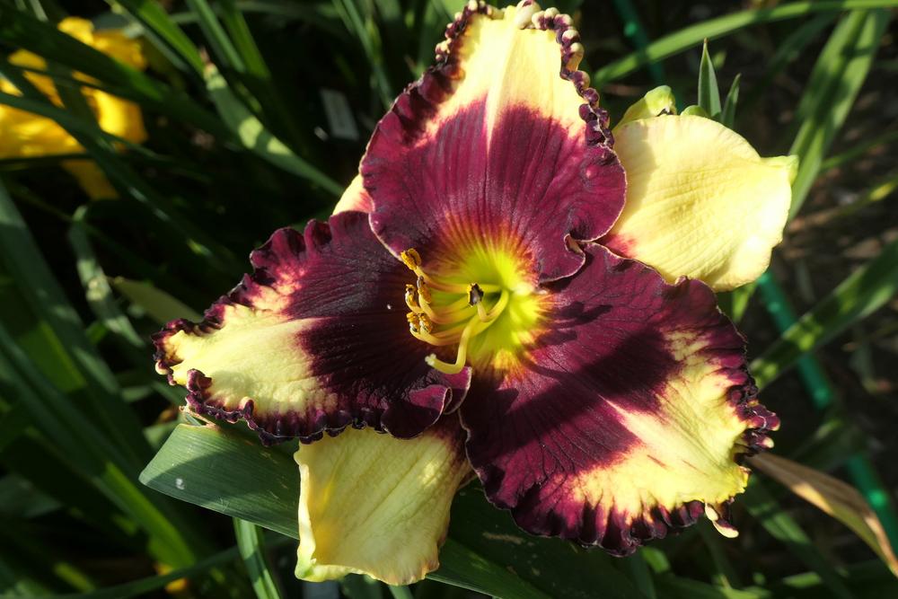 Photo of Daylily (Hemerocallis 'Simply Leaves Me Breathless') uploaded by Caruso