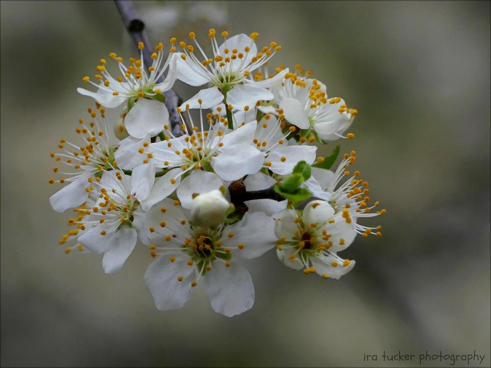 Photo of Mexican Plum (Prunus mexicana) uploaded by drirastucker