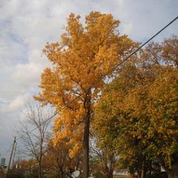 Location: Sandusky, Ohio
Date: 2023-10-26
full-grown tree in golden autumn color