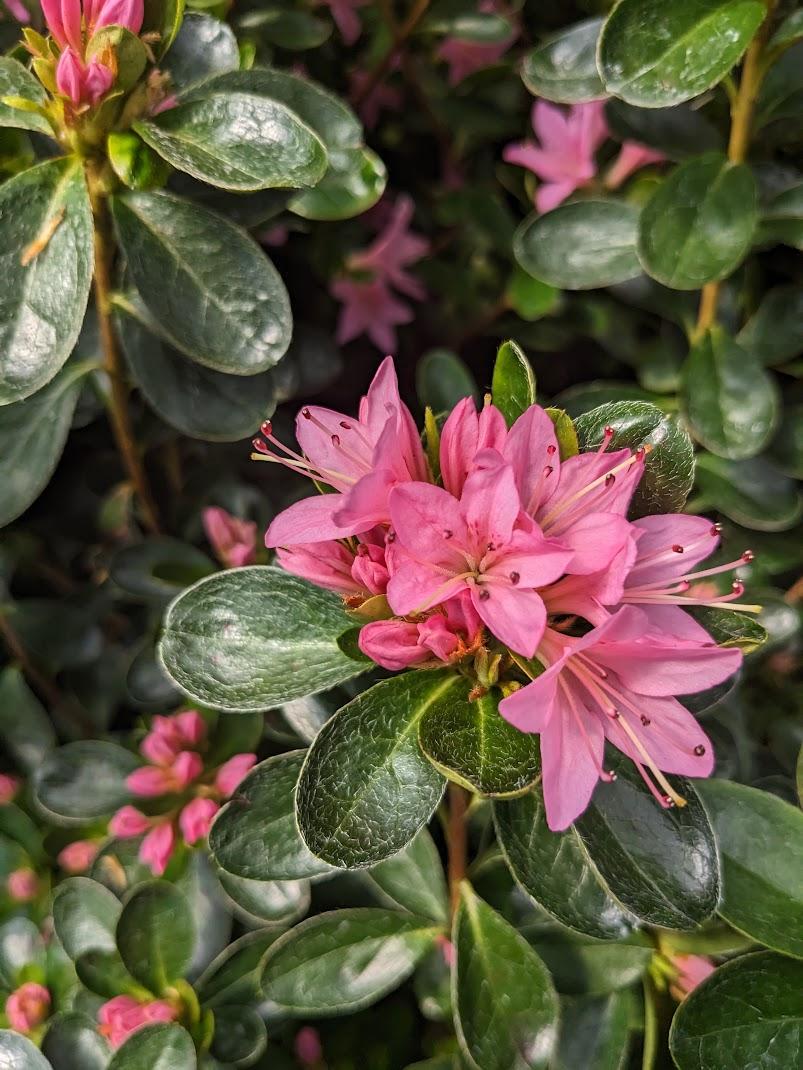 Photo of Azalea (Rhododendron 'Coral Bells') uploaded by Joy