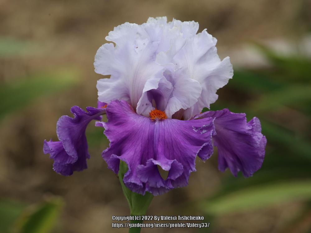 Photo of Tall Bearded Iris (Iris 'Polka') uploaded by Valery33