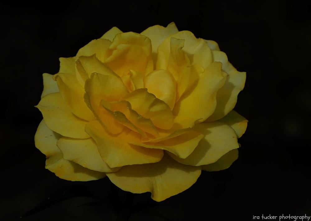 Photo of Floribunda Rose (Rosa 'Julia Child') uploaded by drirastucker