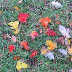 Location: Sebastian,  Florida
Date: 2023-12-22
Autumn color in December. (Florida) :)