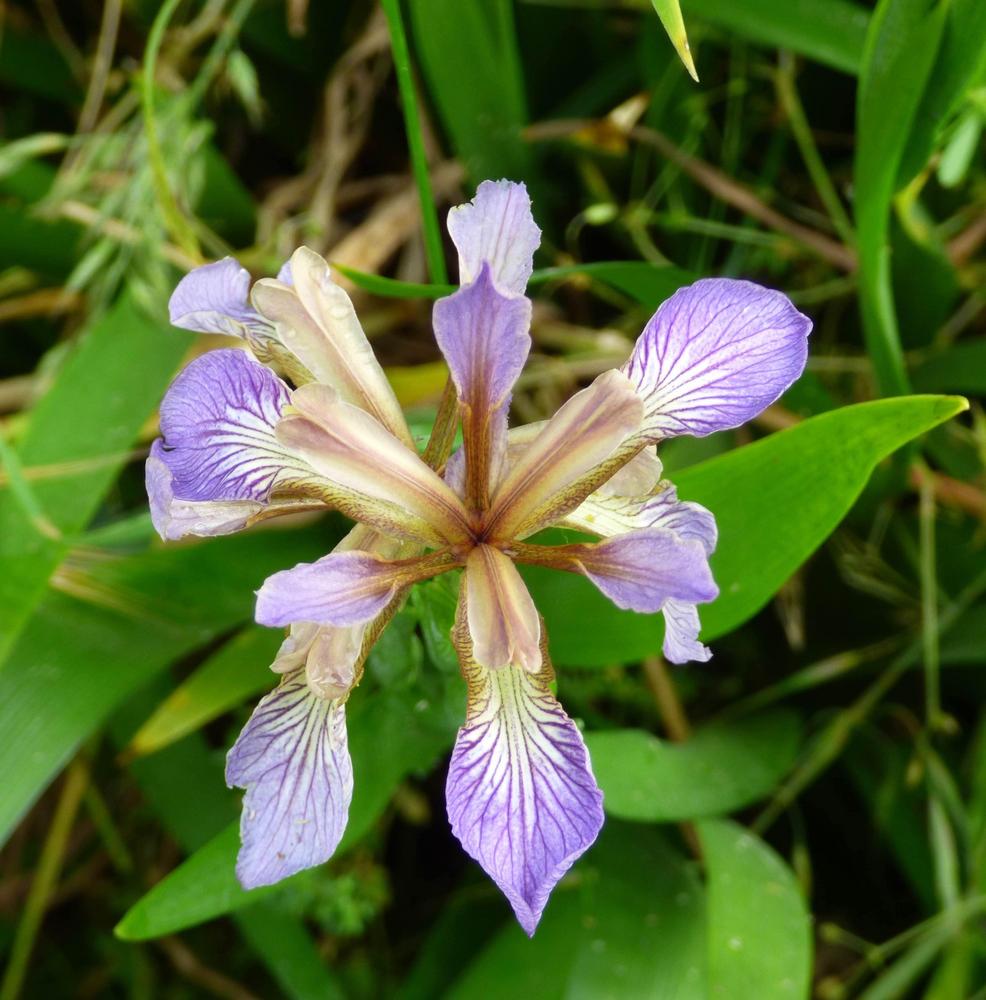 Photo of Species Iris (Iris foetidissima) uploaded by KGFerg