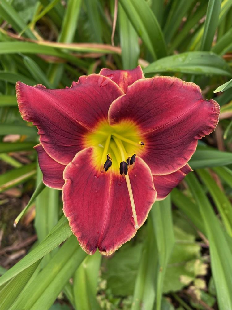 Photo of Daylily (Hemerocallis 'Roses in Snow') uploaded by Wissenssucher