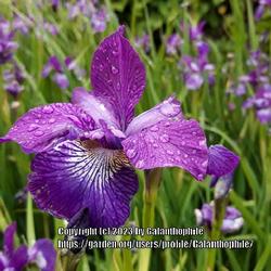 Location: RHS Harlow Carr gardens, Yorkshire, England UK 
Date: 2020-06-07
Iris Sparkling Rose