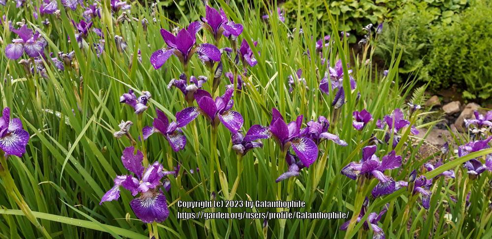 Photo of Siberian Iris (Iris 'Sparkling Rosé') uploaded by Galanthophile