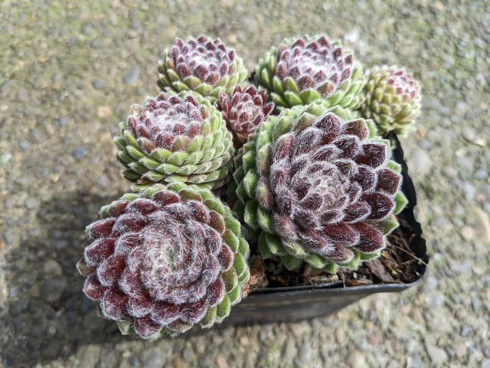 Photo of Hen and Chicks (Sempervivum 'Pacific Plum Fuzzy') uploaded by Joy