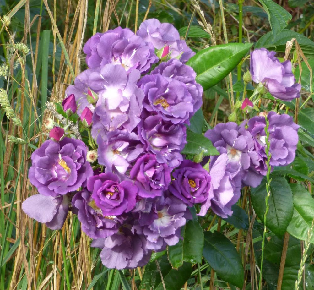 Photo of Rose (Rosa 'Rhapsody in Blue') uploaded by KGFerg
