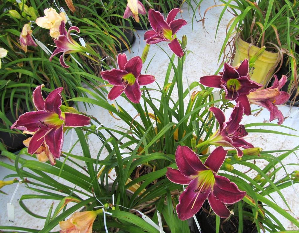 Photo of Daylily (Hemerocallis 'Increased Complexity') uploaded by Sscape