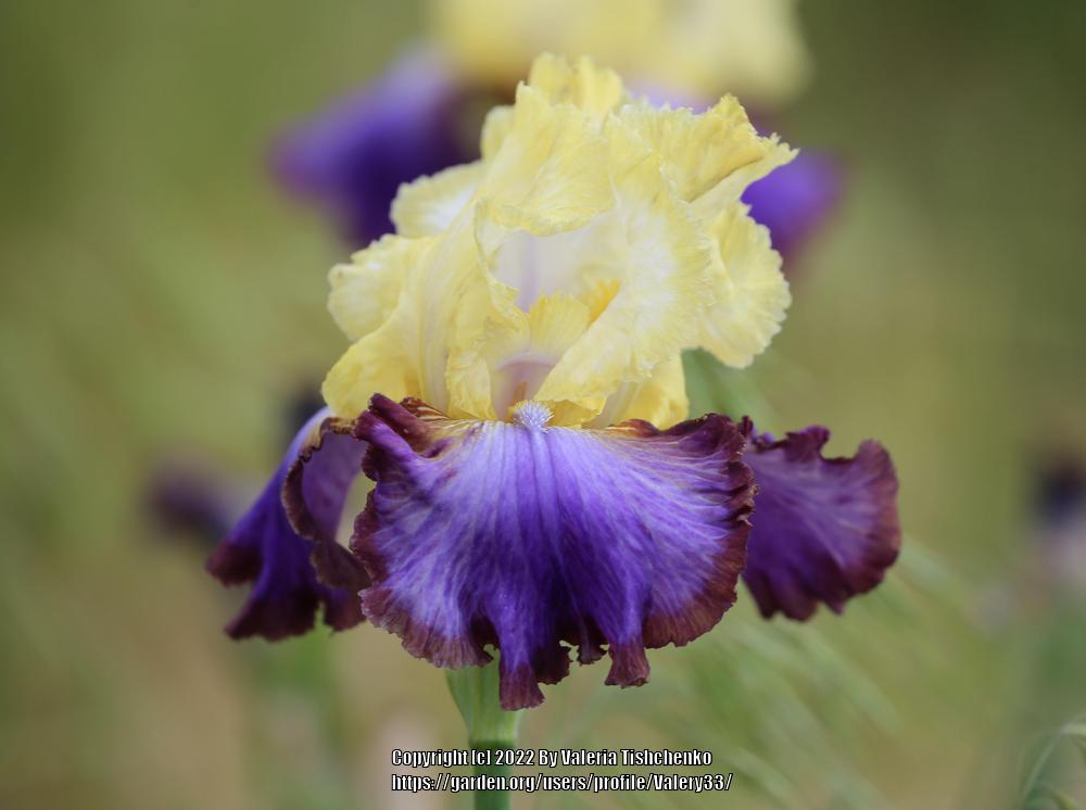 Photo of Tall Bearded Iris (Iris 'Adventurous') uploaded by Valery33