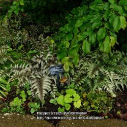 Location: RHS Harlow Carr gardens, Yorkshire, England UK 
Date: 2020-06-07
Anisocampium niponicum 'Red Beauty'