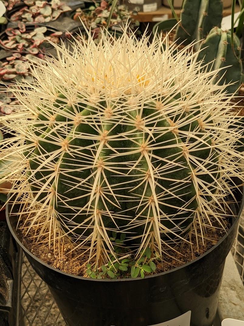 Photo of Golden Barrel Cactus (Kroenleinia grusonii) uploaded by Joy