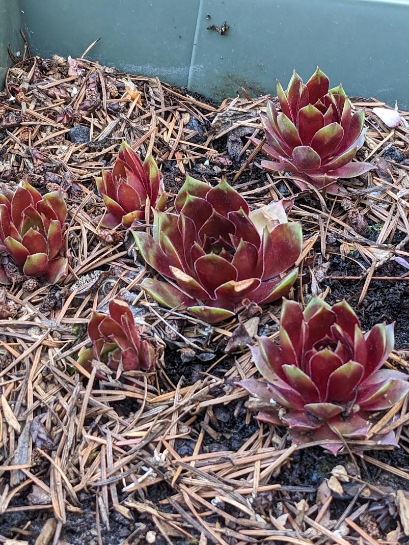 Photo of Hen and Chicks (Sempervivum 'Hopewell') uploaded by Joy