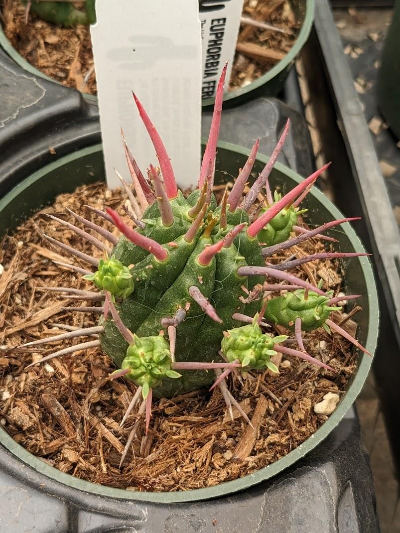 Photo of Euphorbia (Euphorbia ferox) uploaded by Joy