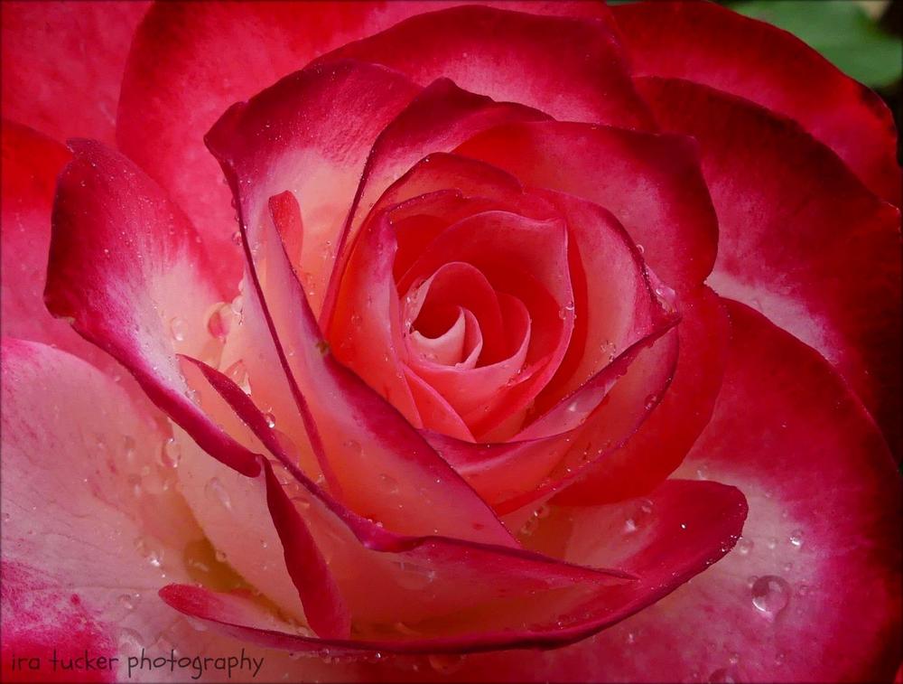 Photo of Rose (Rosa 'Cherry Parfait') uploaded by drirastucker