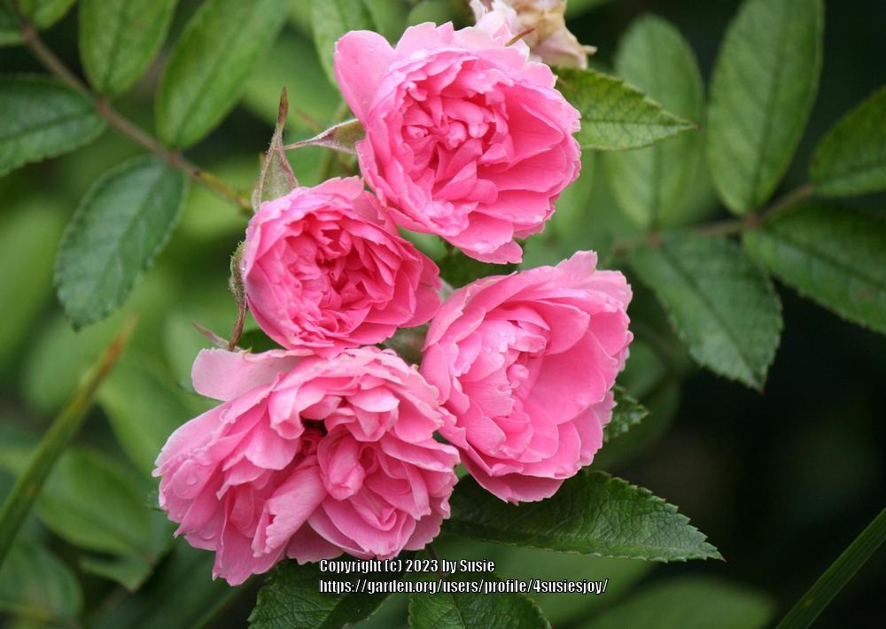 Photo of Rose (Rosa 'Pink Grootendorst') uploaded by 4susiesjoy
