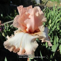 Location: Las Cruces, NM
Date: 2023-04-25
TB Iris Debutante's Lace