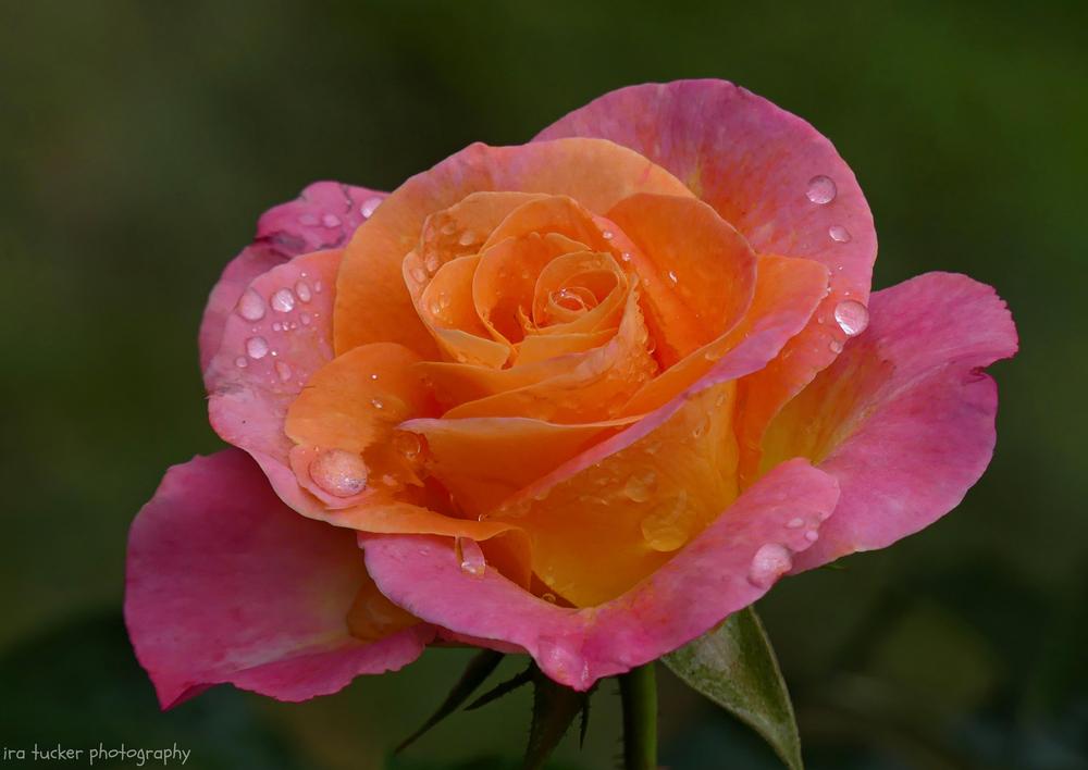 Photo of Rose (Rosa 'Day Breaker') uploaded by drirastucker