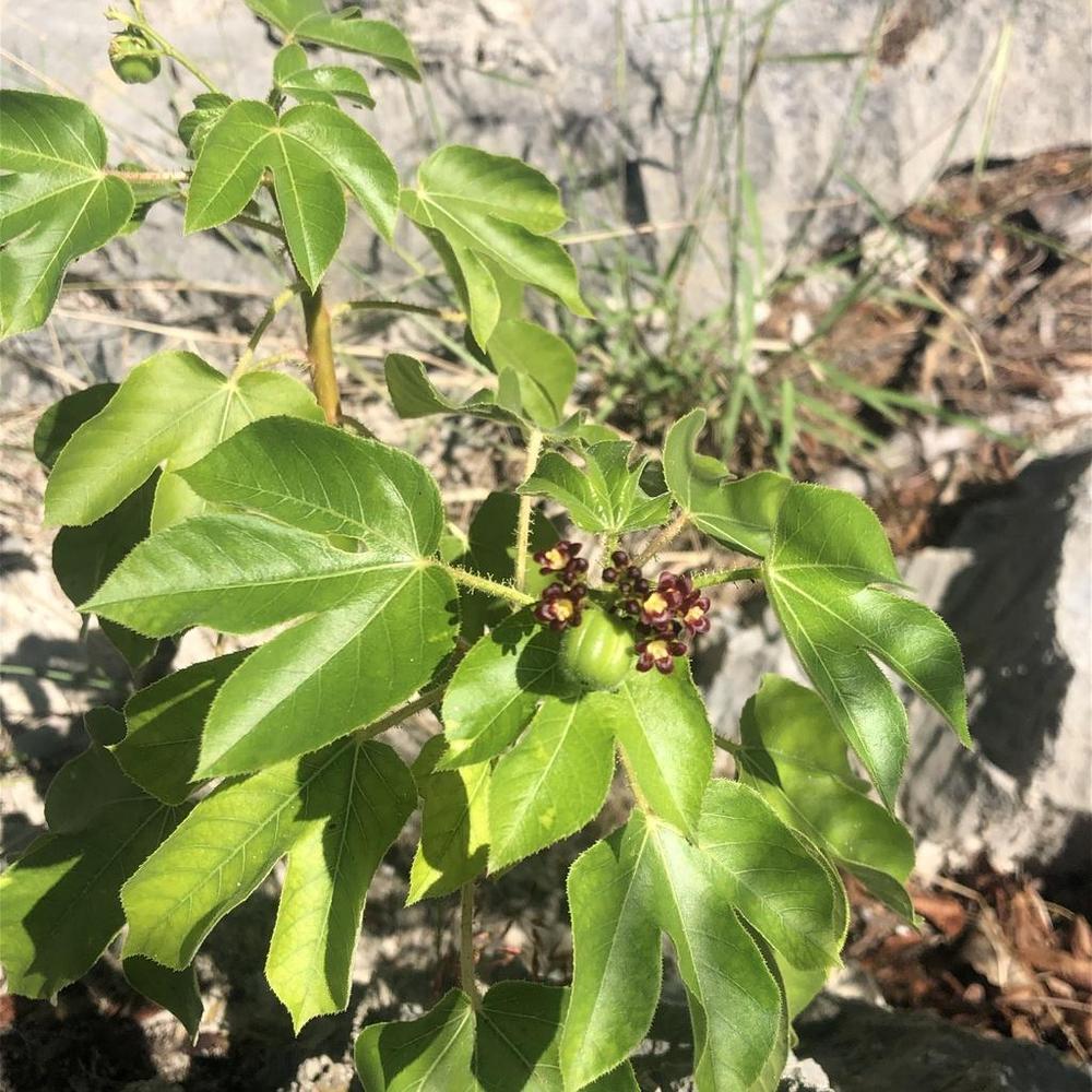 Photo of Bellyache Bush (Jatropha gossypiifolia) uploaded by sedumzz