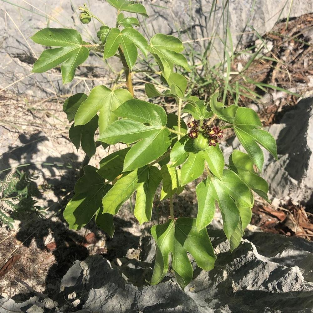 Photo of Bellyache Bush (Jatropha gossypiifolia) uploaded by sedumzz