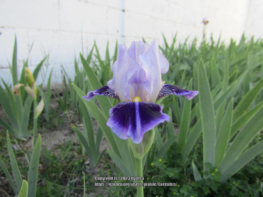 Photo of Miniature Tall Bearded Iris (Iris 'Dividing Line') uploaded by GreenIris