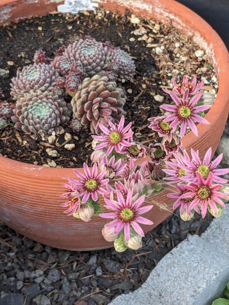 Photo of Hen and Chicks (Sempervivum 'Pacific Plum Fuzzy') uploaded by Joy