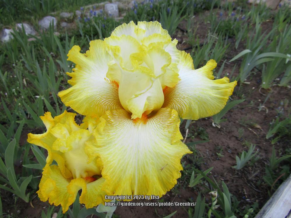 Photo of Tall Bearded Iris (Iris 'Zesting Lemons') uploaded by GreenIris
