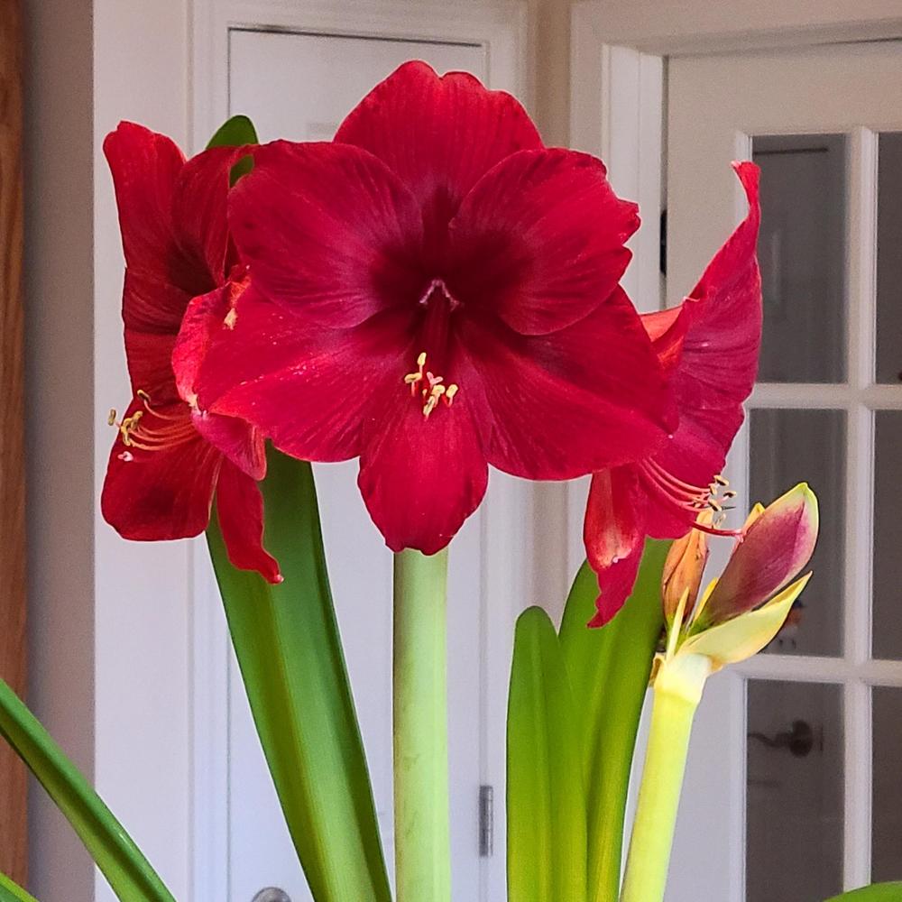 Photo of Amaryllis (Hippeastrum 'Red Pearl') uploaded by LoriMT