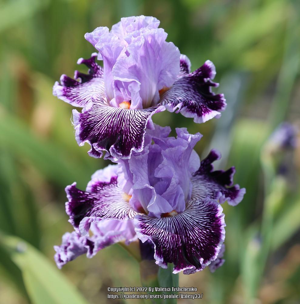 Photo of Tall Bearded Iris (Iris 'Captain Thunderbolt') uploaded by Valery33