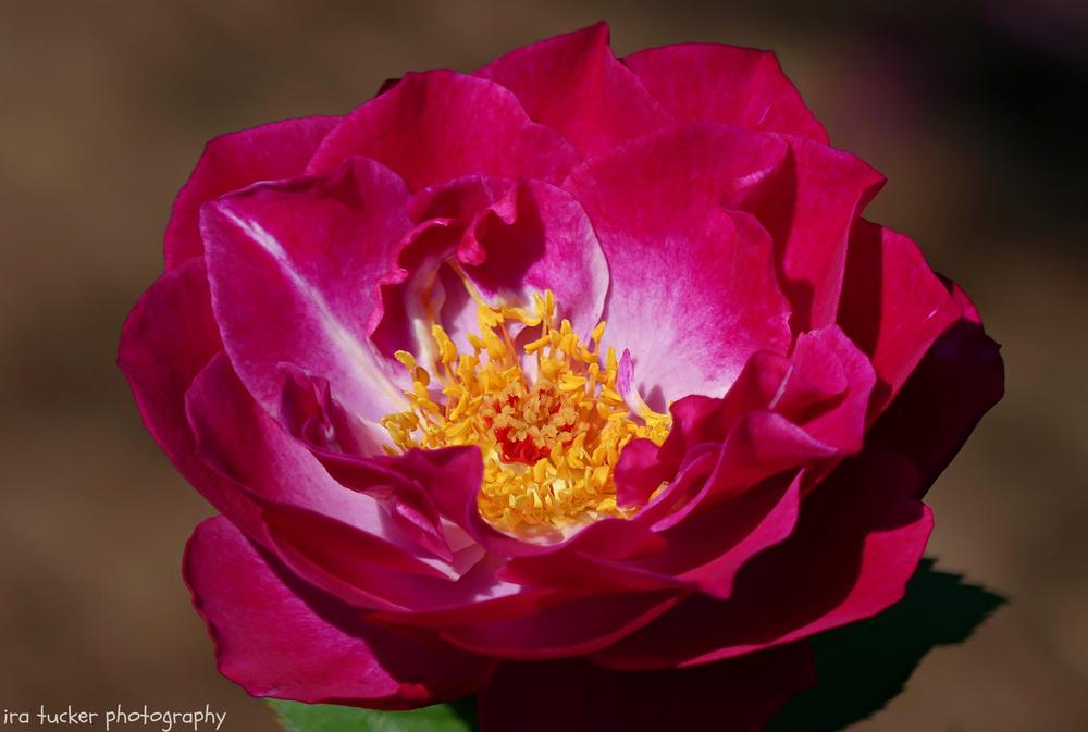 Photo of Rose (Rosa 'Wild Blue Yonder') uploaded by drirastucker