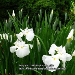 Location: RHS Harlow Carr gardens, Yorkshire, England UK 
Date: 2020-06-27
Iris ensata 'Moonlight Waves'