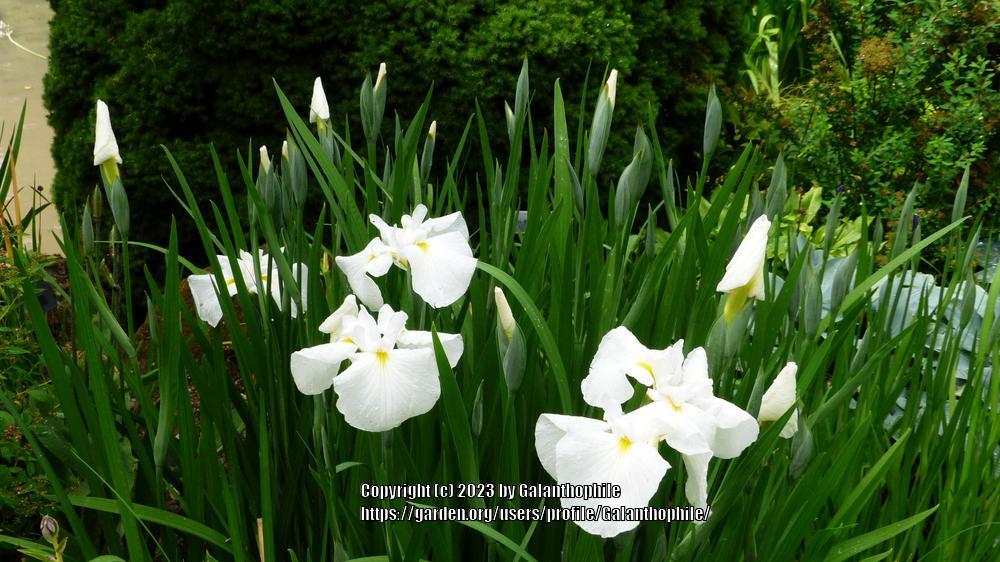 Photo of Japanese Iris (Iris ensata 'Moonlight Waves') uploaded by Galanthophile
