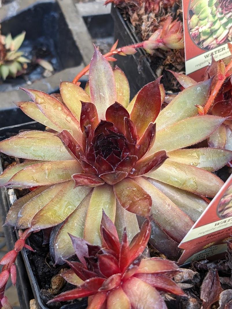 Photo of Hen and Chicks (Sempervivum 'Bronco') uploaded by Joy