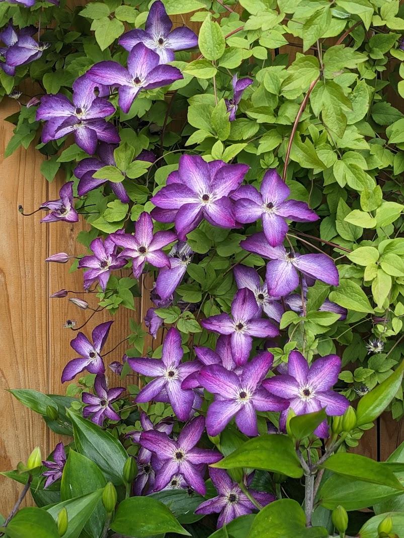 Photo of Clematis (Clematis viticella 'Venosa Violacea') uploaded by Joy