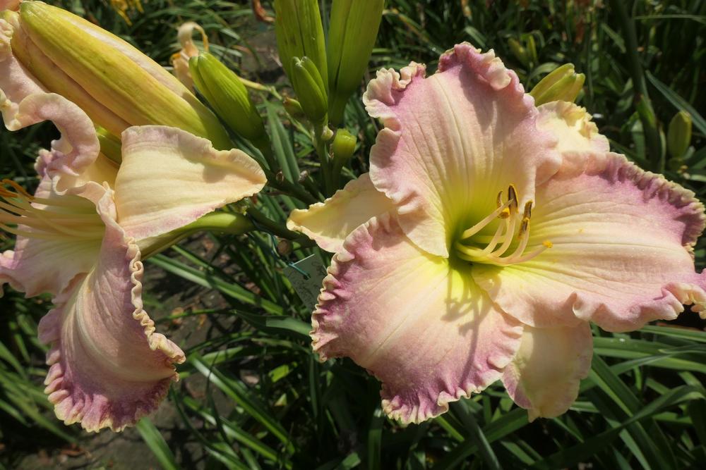 Photo of Daylily (Hemerocallis 'Willow Dean Smith') uploaded by Caruso