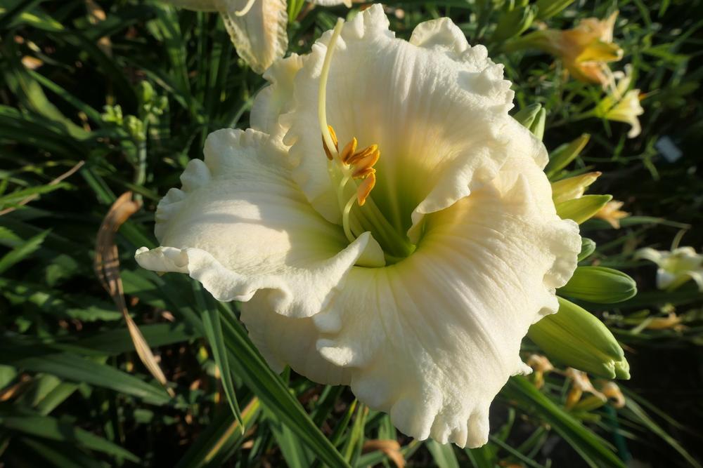 Photo of Daylily (Hemerocallis 'Whiter Shade') uploaded by Caruso