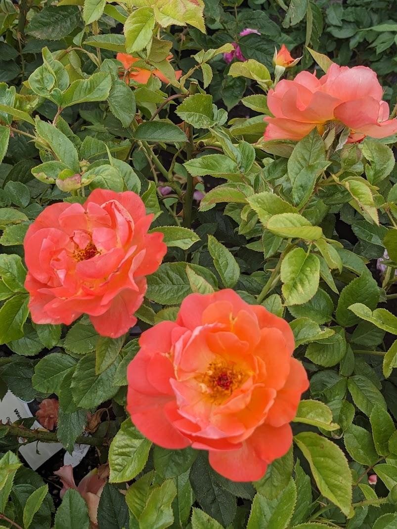 Photo of Rose (Rosa 'Westerland') uploaded by Joy