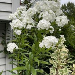 Location: Southern Maine
Date: 2023-08-14
Wondrously tall white phlox…descended from 'David'