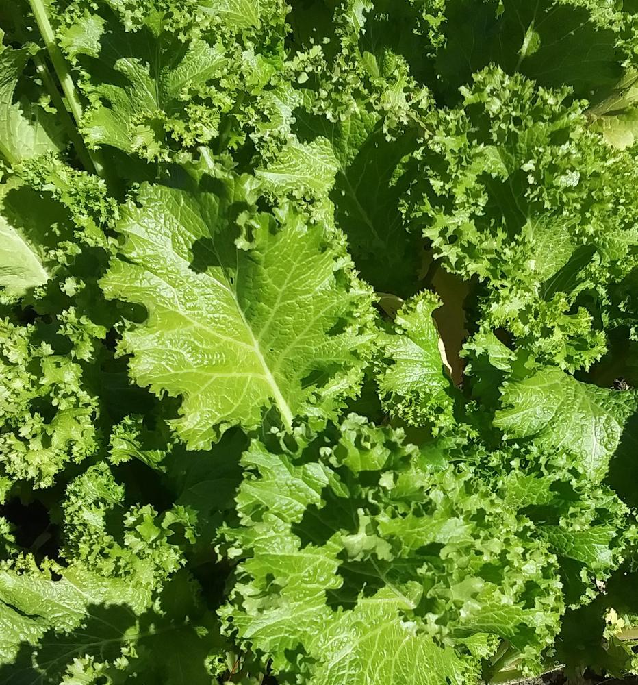 Photo of Mustard Greens (Brassica juncea 'Giant Southern Curled') uploaded by TomatoNut95
