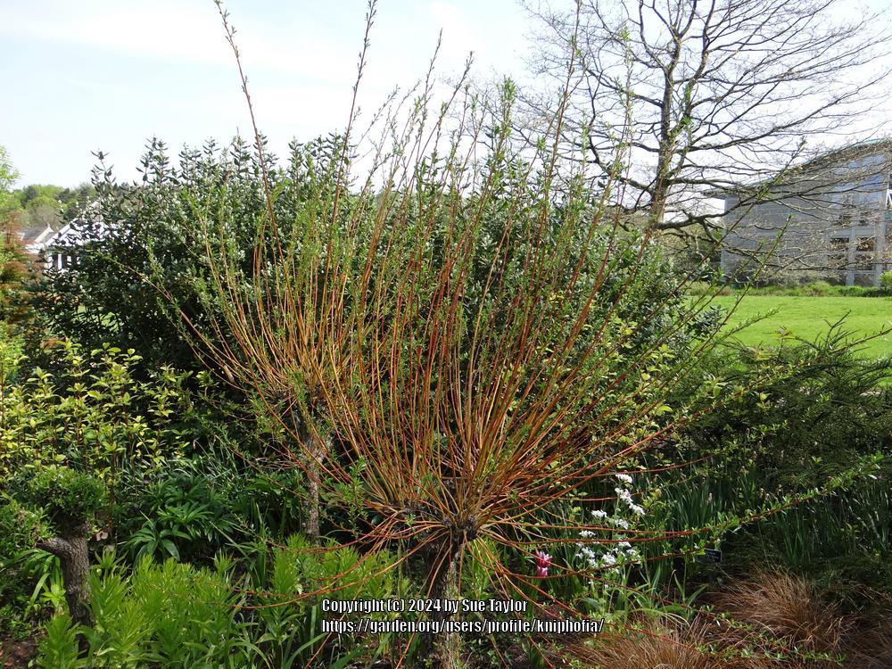 Photo of Golden Weeping Willow (Salix x sepulcralis) uploaded by kniphofia