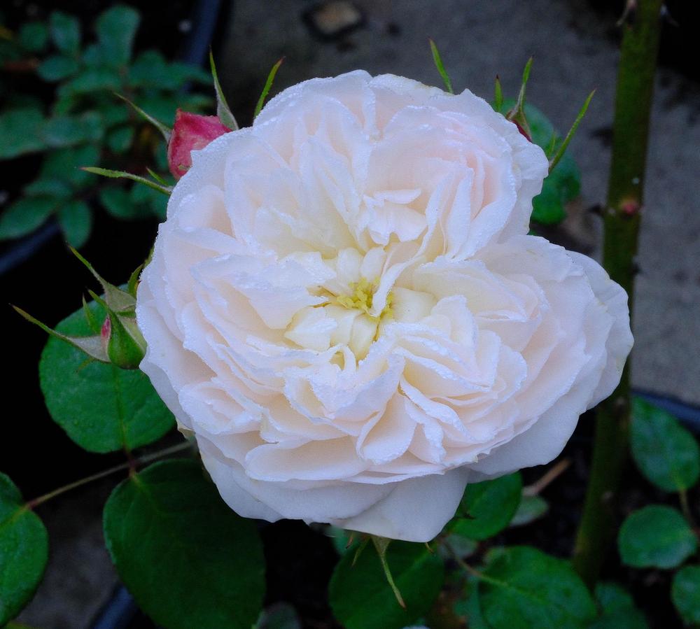 Photo of Rose (Rosa 'Fair Bianca') uploaded by AnnKNCalif