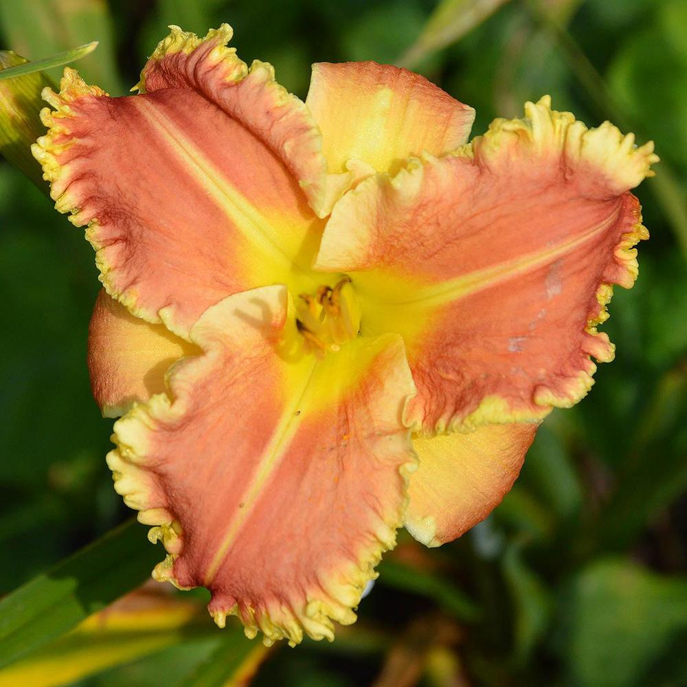 Photo of Daylily (Hemerocallis 'Armed to the Teeth') uploaded by DuluthDaylily