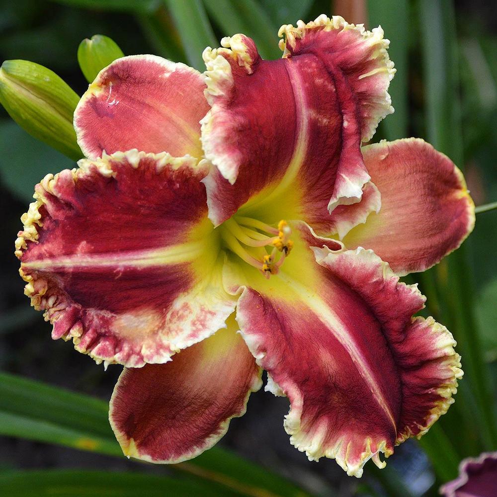 Photo of Daylily (Hemerocallis 'Armed to the Teeth') uploaded by DuluthDaylily