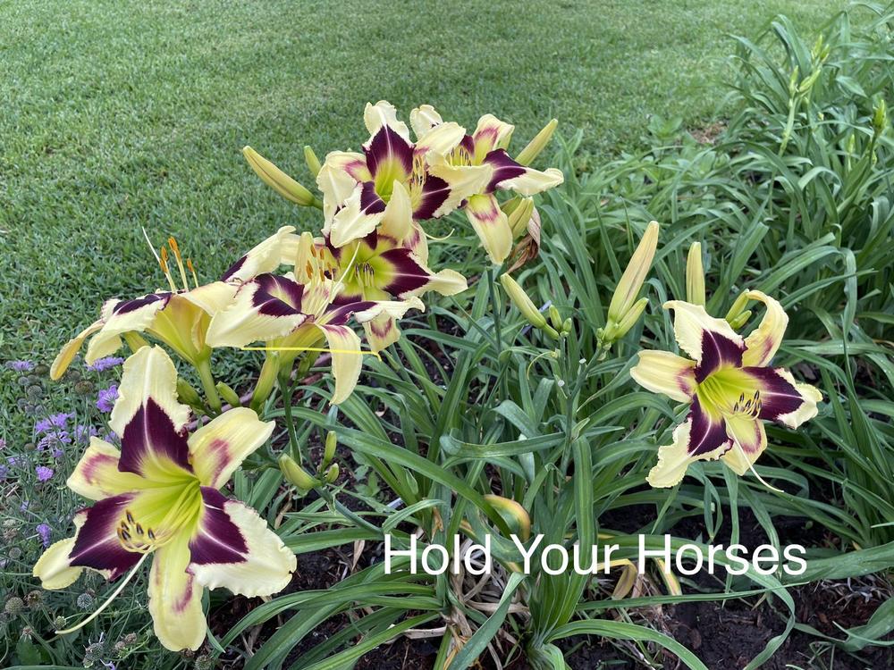 Photo of Daylily (Hemerocallis 'Hold Your Horses') uploaded by SouthTexasGardener