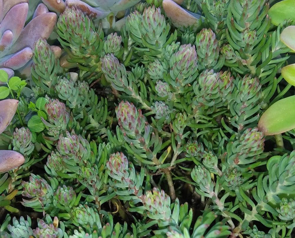 Photo of Jenny's Stonecrop (Petrosedum rupestre subsp. rupestre 'Blue Spruce') uploaded by purpleinopp
