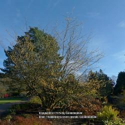 Location: RHS Harlow Carr gardens, Yorkshire, England UK 
Date: 2017-11-11
Hamamelis virginiana