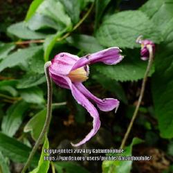 Location: RHS Harlow Carr gardens, Yorkshire, England UK 
Date: 2020-07-11
Clematis integrifolia 'Hanajima'