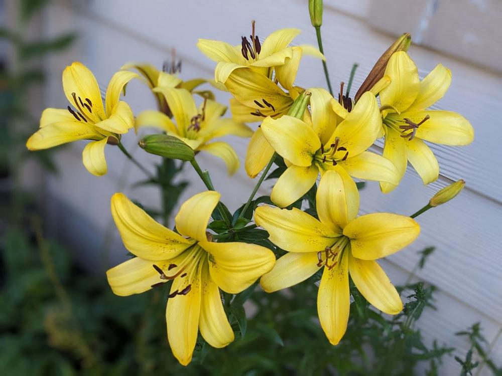 Photo of Lily (Lilium 'Golden Belles') uploaded by Joy